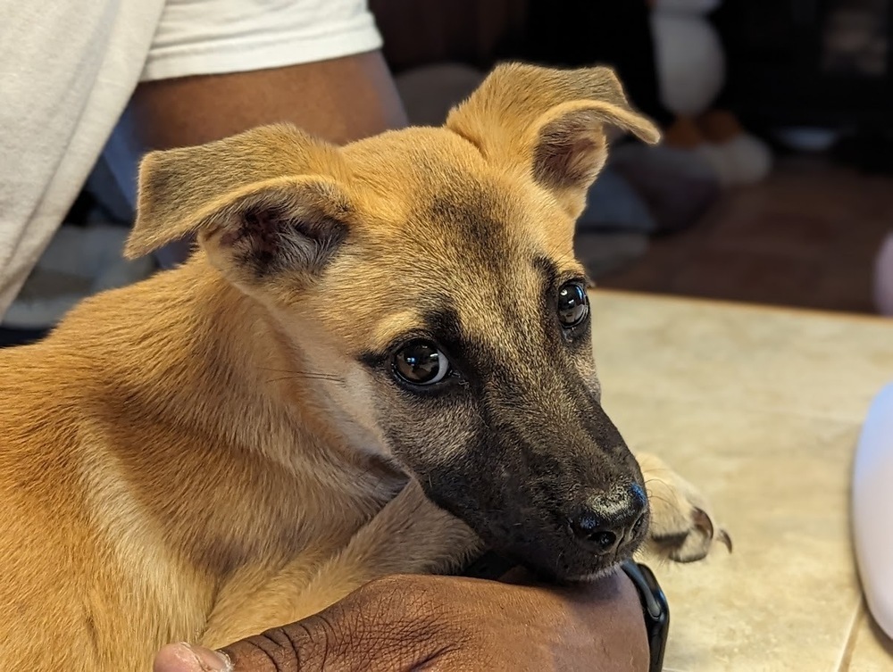 Lulu, an adoptable Belgian Shepherd / Malinois in Mission, TX, 78574 | Photo Image 3