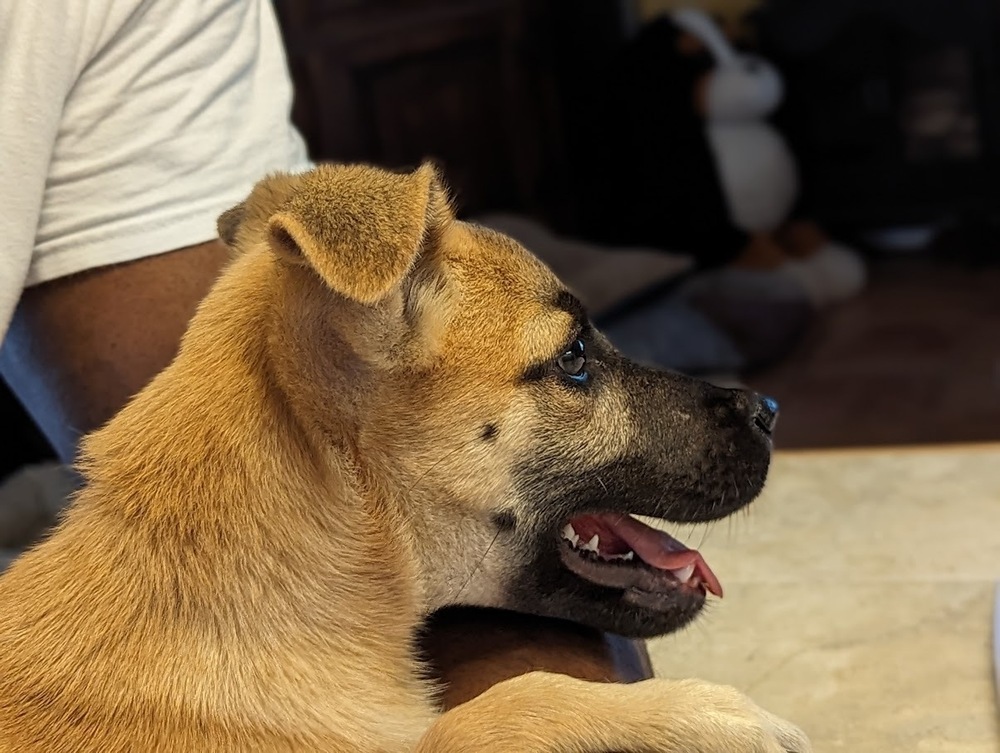 Lulu, an adoptable Belgian Shepherd / Malinois in Mission, TX, 78574 | Photo Image 4