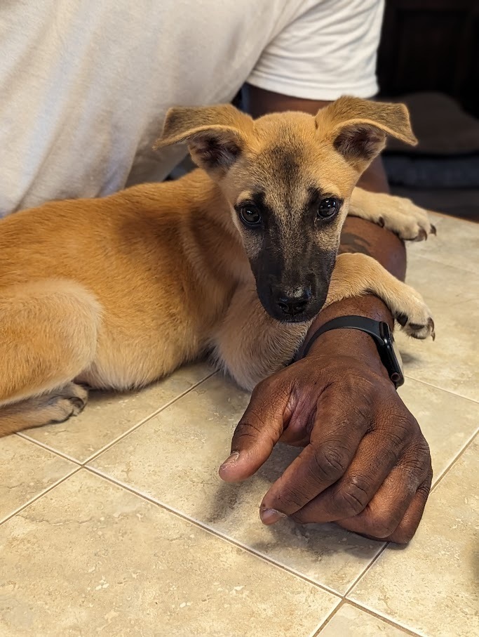 Lulu, an adoptable Belgian Shepherd / Malinois in Mission, TX, 78574 | Photo Image 5