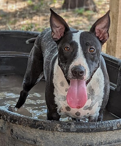 Maggie Magazine, an adoptable Bull Terrier, Labrador Retriever in Mission, TX, 78574 | Photo Image 1