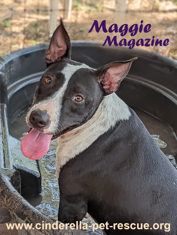 Maggie Magazine, an adoptable Bull Terrier, Labrador Retriever in Mission, TX, 78574 | Photo Image 2