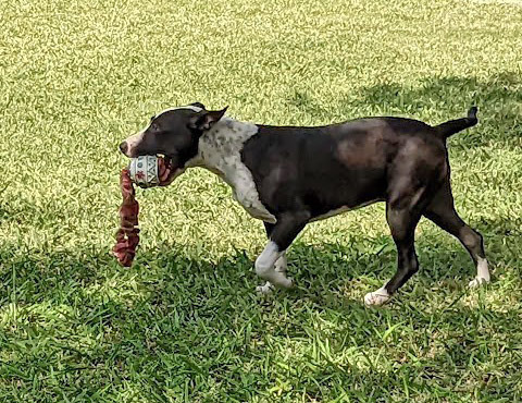 Maggie Magazine, an adoptable Bull Terrier, Labrador Retriever in Mission, TX, 78574 | Photo Image 3