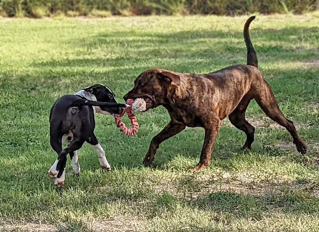 Maggie Magazine, an adoptable Bull Terrier, Labrador Retriever in Mission, TX, 78574 | Photo Image 4