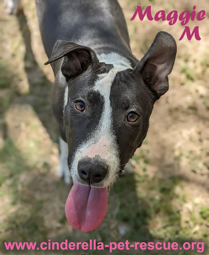 Maggie Magazine, an adoptable Bull Terrier, Labrador Retriever in Mission, TX, 78574 | Photo Image 5