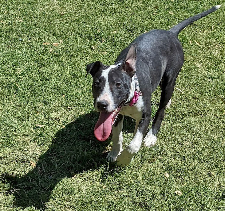 Maggie Magazine, an adoptable Bull Terrier, Labrador Retriever in Mission, TX, 78574 | Photo Image 6