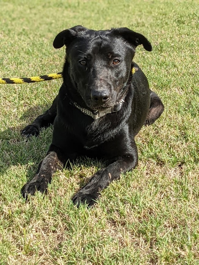 Levi Blue, an adoptable Labrador Retriever in Mission, TX, 78574 | Photo Image 2