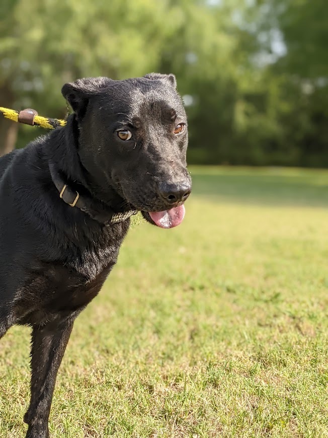 Levi Blue, an adoptable Labrador Retriever in Mission, TX, 78574 | Photo Image 3