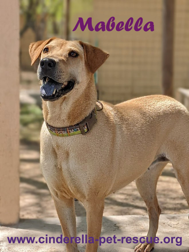 Mabella, an adoptable Weimaraner, Shar-Pei in Mission, TX, 78574 | Photo Image 1