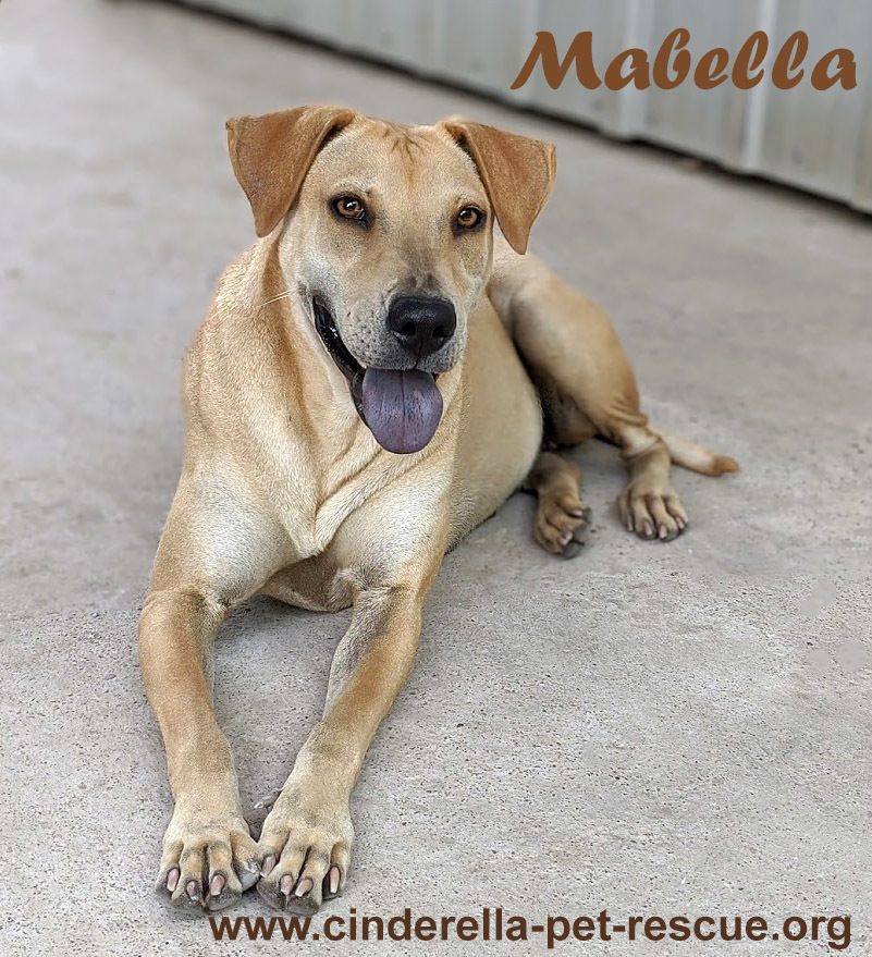 Mabella, an adoptable Weimaraner, Shar-Pei in Mission, TX, 78574 | Photo Image 2