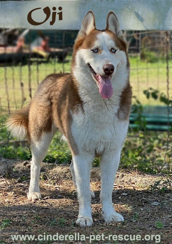 Oji, an adoptable Husky in Mission, TX, 78574 | Photo Image 1