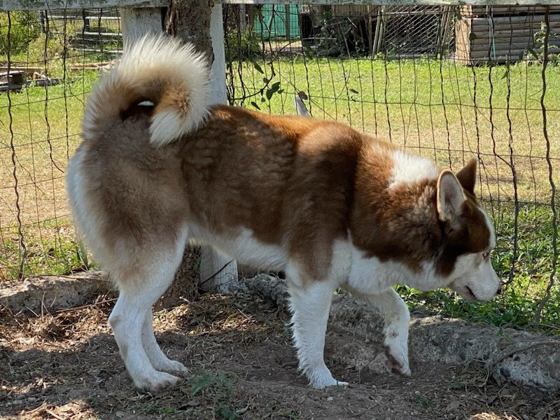 Oji, an adoptable Husky in Mission, TX, 78574 | Photo Image 2