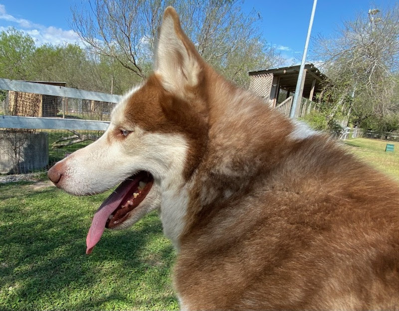 Oji, an adoptable Husky in Mission, TX, 78574 | Photo Image 3