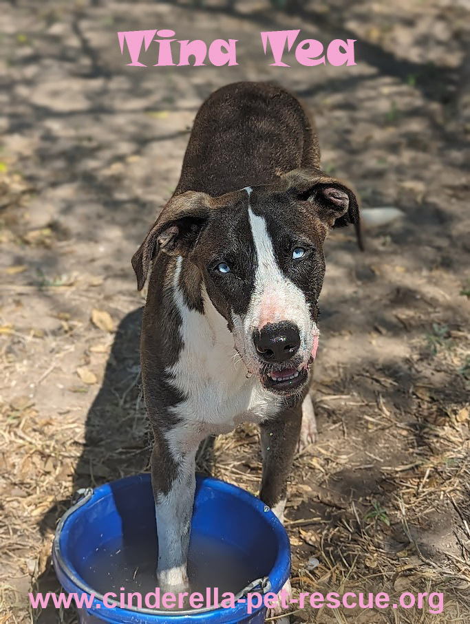 Tina Tea, an adoptable Great Dane, Catahoula Leopard Dog in Mission, TX, 78574 | Photo Image 1