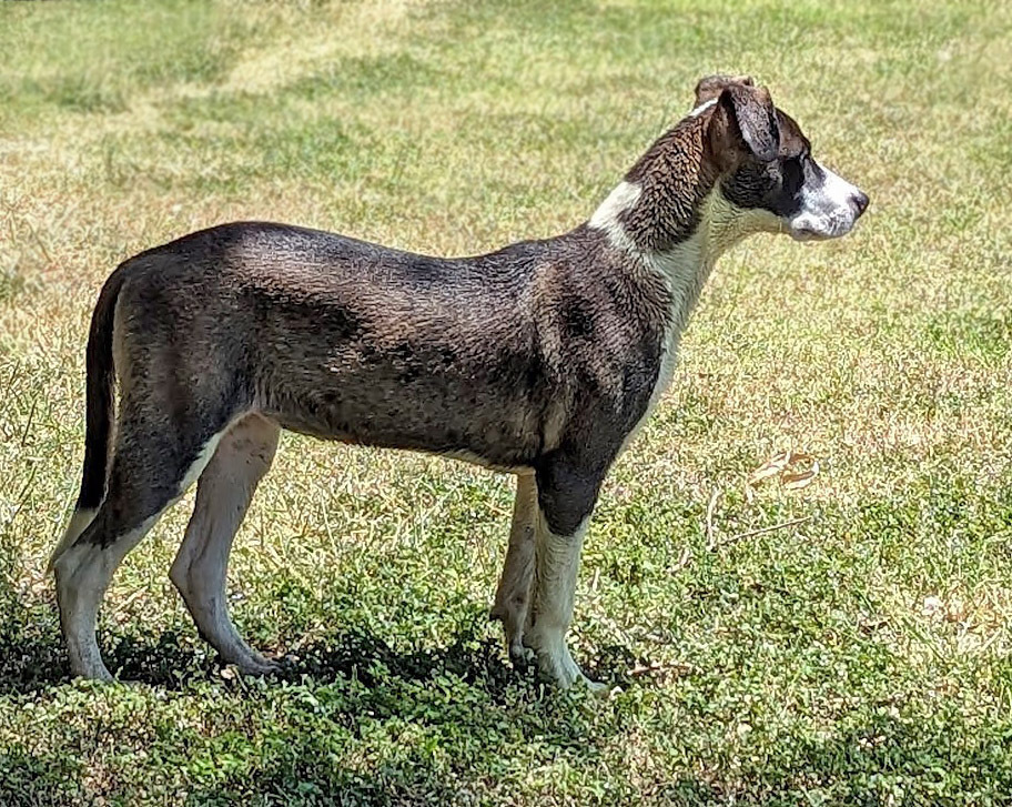 Tina Tea, an adoptable Great Dane, Catahoula Leopard Dog in Mission, TX, 78574 | Photo Image 2