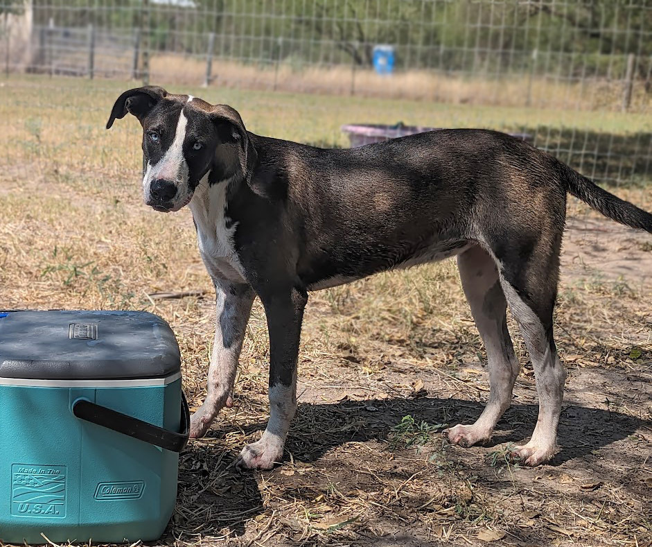 Tina Tea, an adoptable Great Dane, Catahoula Leopard Dog in Mission, TX, 78574 | Photo Image 3