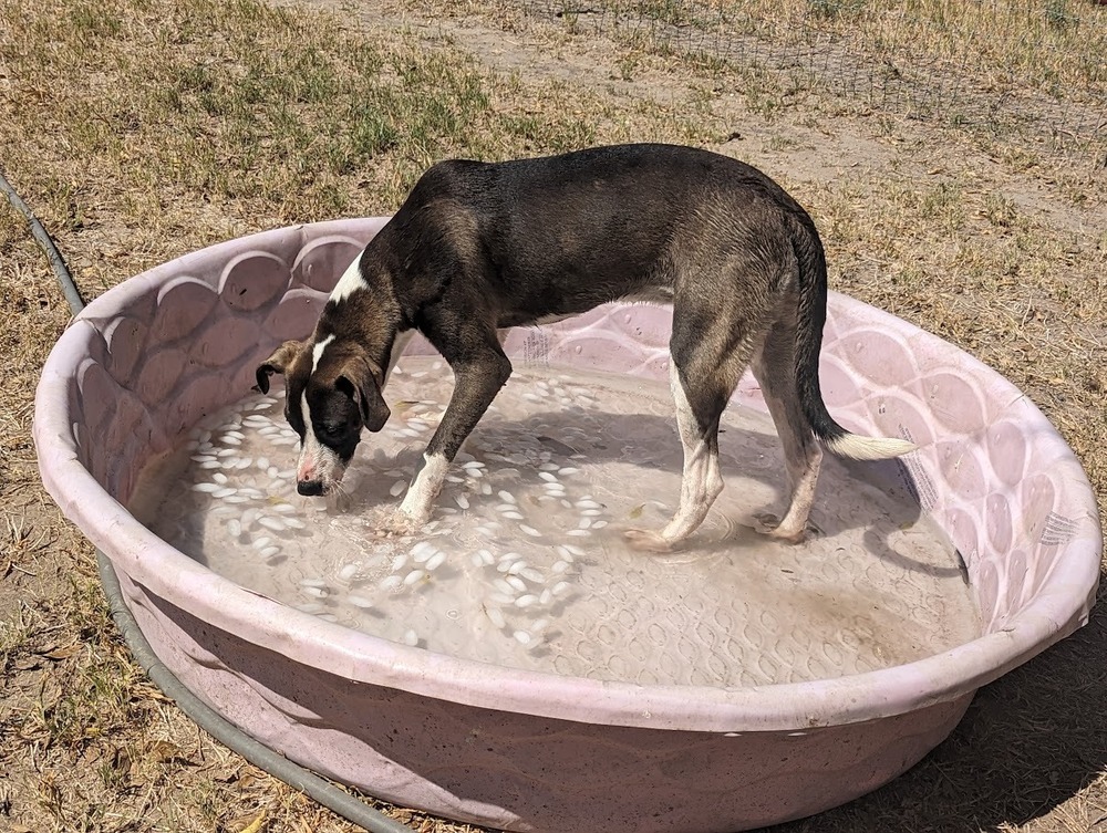 Tina Tea, an adoptable Great Dane, Catahoula Leopard Dog in Mission, TX, 78574 | Photo Image 4