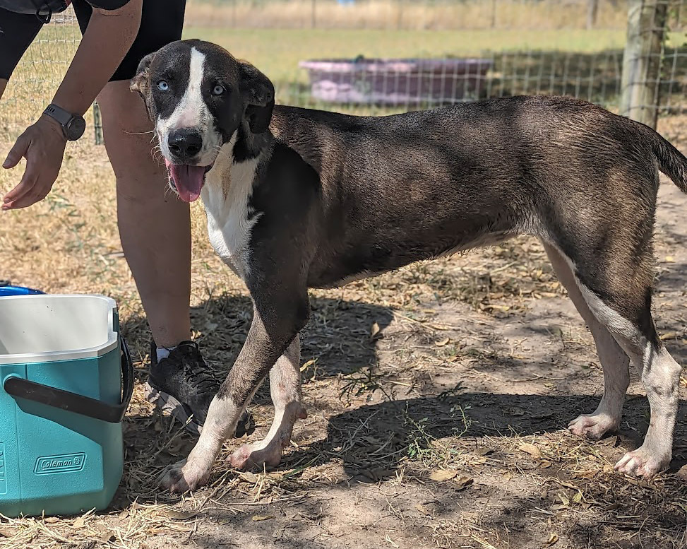 Tina Tea, an adoptable Great Dane, Catahoula Leopard Dog in Mission, TX, 78574 | Photo Image 5