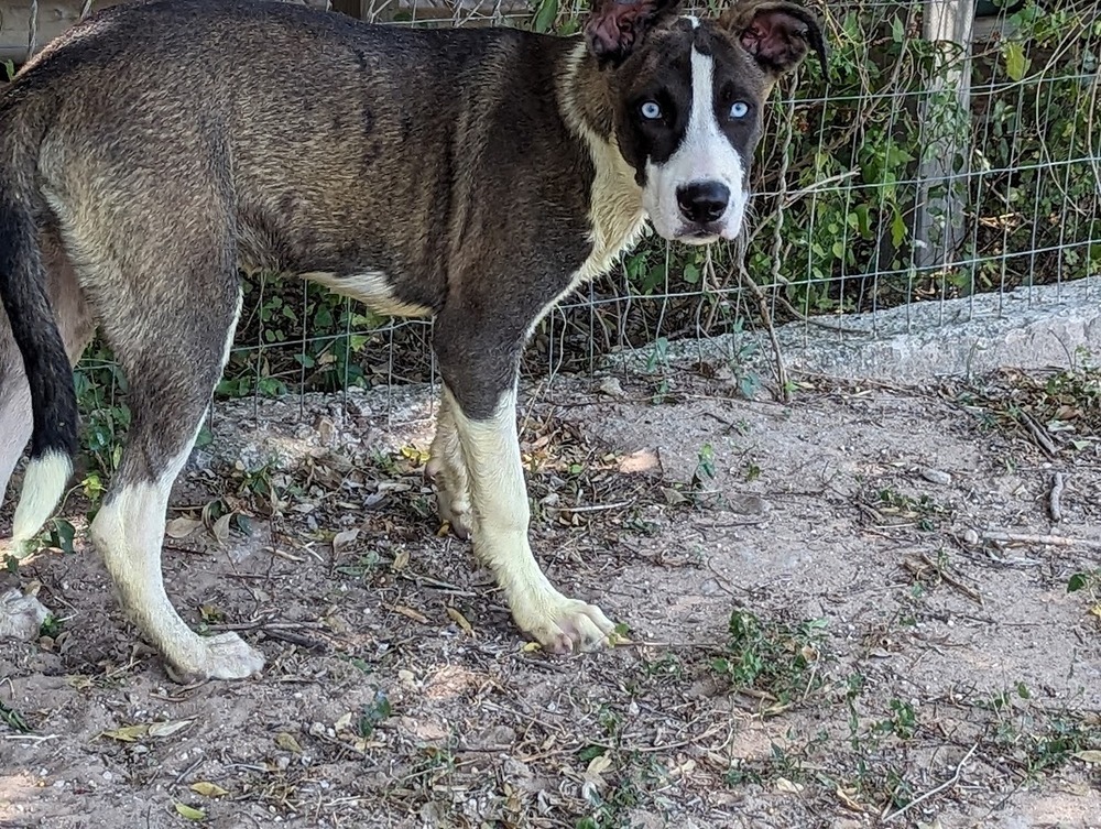 Tina Tea, an adoptable Great Dane, Catahoula Leopard Dog in Mission, TX, 78574 | Photo Image 6