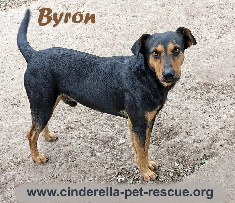 Byron, an adoptable Beauceron in Mission, TX, 78574 | Photo Image 1