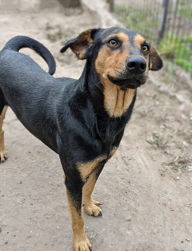 Byron, an adoptable Beauceron in Mission, TX, 78574 | Photo Image 2