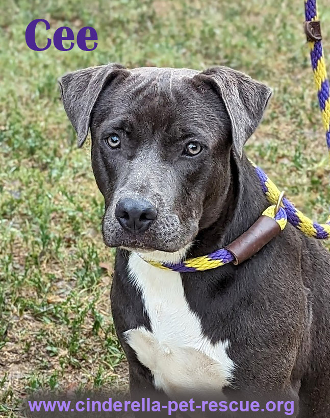 Cee, an adoptable Staffordshire Bull Terrier in Mission, TX, 78574 | Photo Image 1