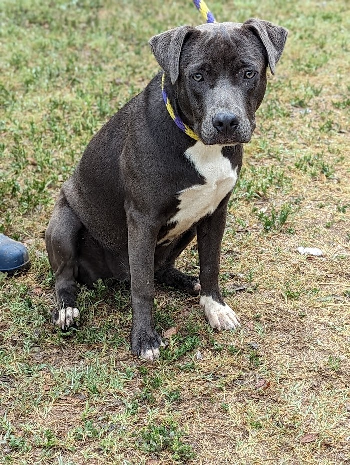 Cee, an adoptable Staffordshire Bull Terrier in Mission, TX, 78574 | Photo Image 2