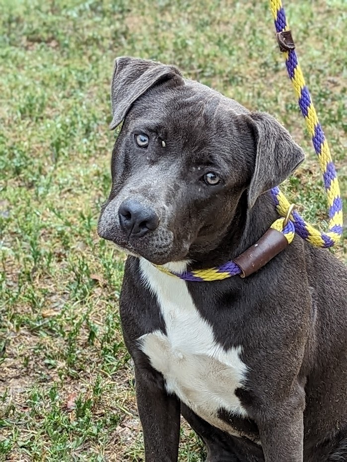 Cee, an adoptable Staffordshire Bull Terrier in Mission, TX, 78574 | Photo Image 3