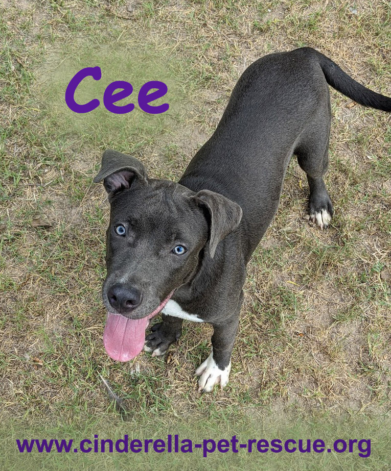 Cee, an adoptable Staffordshire Bull Terrier in Mission, TX, 78574 | Photo Image 4