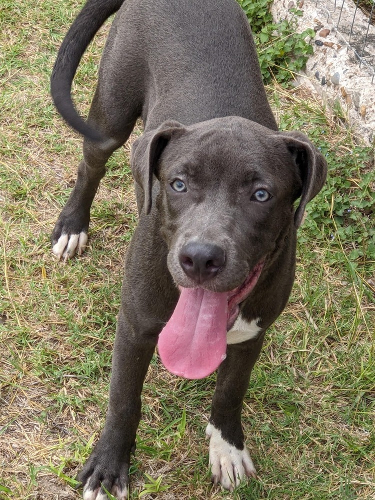 Cee, an adoptable Staffordshire Bull Terrier in Mission, TX, 78574 | Photo Image 5