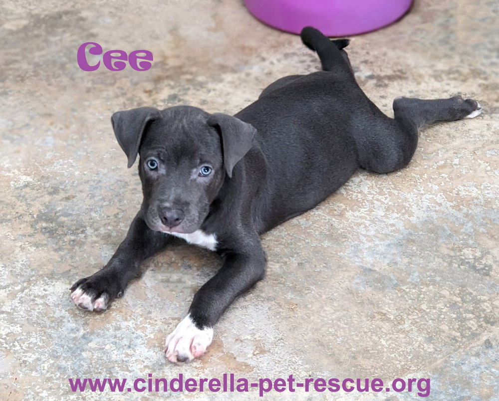 Cee, an adoptable Staffordshire Bull Terrier in Mission, TX, 78574 | Photo Image 6