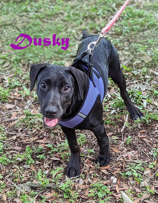 Dusky, an adoptable Labrador Retriever in Mission, TX, 78574 | Photo Image 1