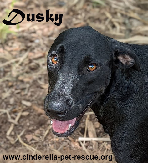 Dusky, an adoptable Labrador Retriever in Mission, TX, 78574 | Photo Image 1