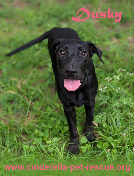 Dusky, an adoptable Labrador Retriever in Mission, TX, 78574 | Photo Image 2