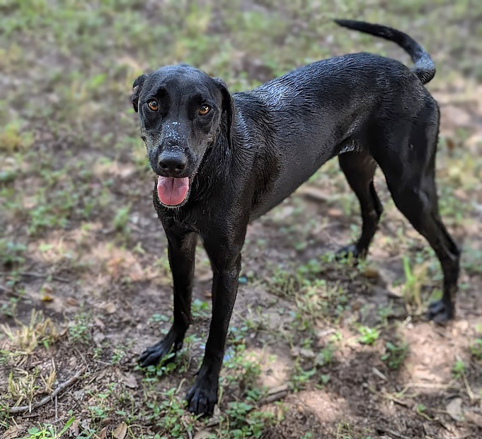 Dusky, an adoptable Labrador Retriever in Mission, TX, 78574 | Photo Image 3