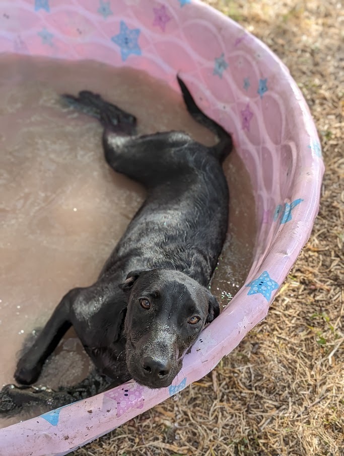 Dusky, an adoptable Labrador Retriever in Mission, TX, 78574 | Photo Image 4