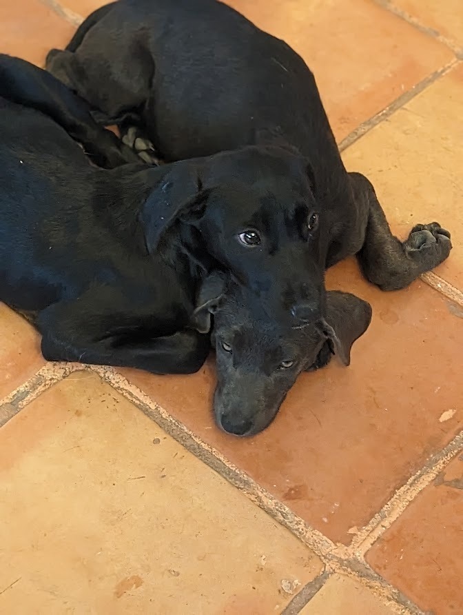 Dusky, an adoptable Labrador Retriever in Mission, TX, 78574 | Photo Image 6