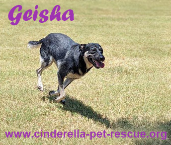 Geisha, an adoptable Shepherd, Husky in Mission, TX, 78574 | Photo Image 1