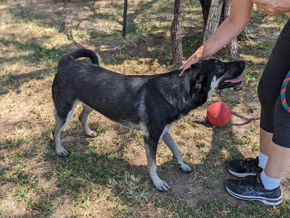 Geisha, an adoptable Shepherd, Husky in Mission, TX, 78574 | Photo Image 2