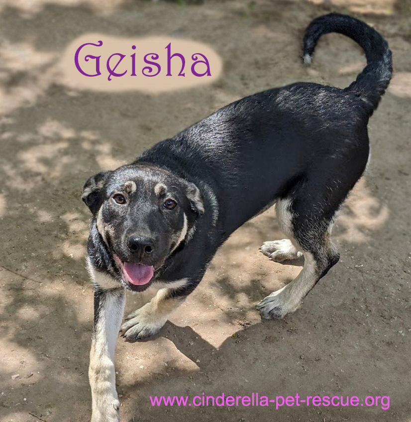 Geisha, an adoptable Shepherd, Husky in Mission, TX, 78574 | Photo Image 5