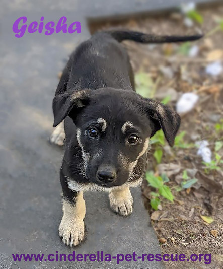 Geisha, an adoptable Shepherd, Husky in Mission, TX, 78574 | Photo Image 6