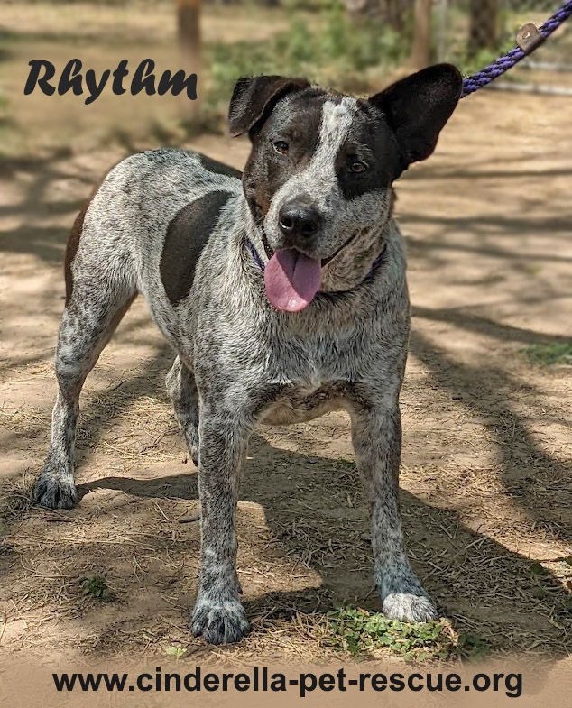 Rhythm, an adoptable Australian Cattle Dog / Blue Heeler in Mission, TX, 78574 | Photo Image 1