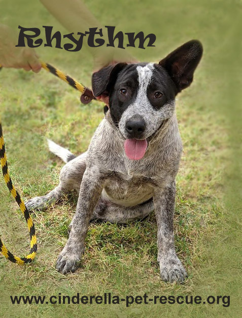 Rhythm, an adoptable Australian Cattle Dog / Blue Heeler in Mission, TX, 78574 | Photo Image 2