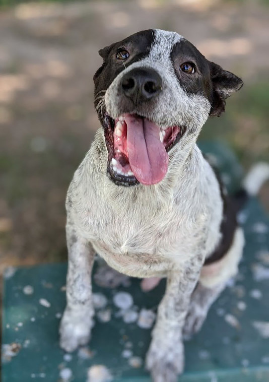 Rhythm, an adoptable Australian Cattle Dog / Blue Heeler in Mission, TX, 78574 | Photo Image 3
