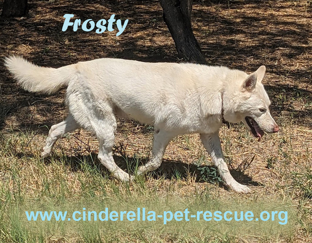 Frosty, an adoptable Husky, Shepherd in Mission, TX, 78574 | Photo Image 1