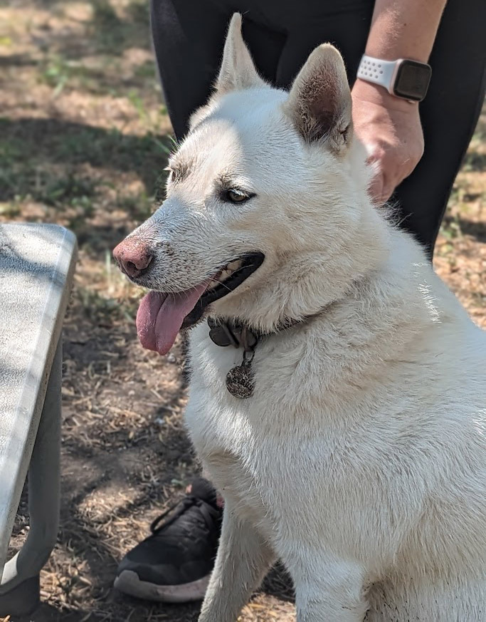 Frosty, an adoptable Husky, Shepherd in Mission, TX, 78574 | Photo Image 2