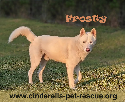 Frosty, an adoptable Husky, Shepherd in Mission, TX, 78574 | Photo Image 3