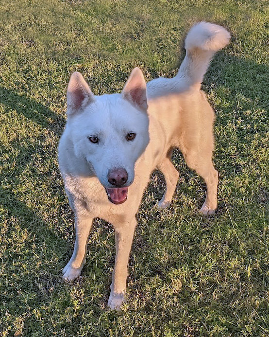 Frosty, an adoptable Husky, Shepherd in Mission, TX, 78574 | Photo Image 4
