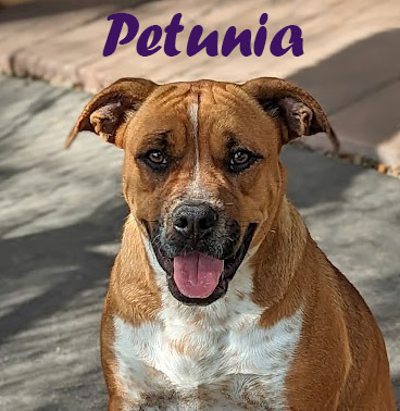 Petunia, an adoptable Boxer, Australian Cattle Dog / Blue Heeler in Mission, TX, 78574 | Photo Image 1