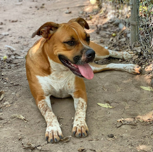 Petunia, an adoptable Boxer, Australian Cattle Dog / Blue Heeler in Mission, TX, 78574 | Photo Image 2