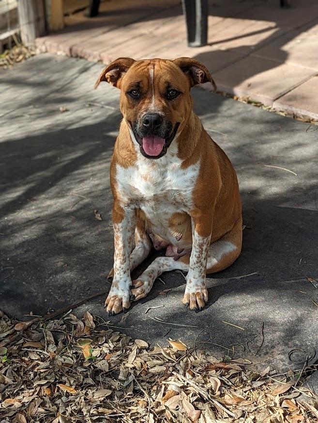 Petunia, an adoptable Boxer, Australian Cattle Dog / Blue Heeler in Mission, TX, 78574 | Photo Image 3
